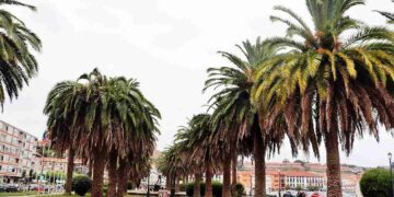 cirugías palmeras San Vicente de la Barquera