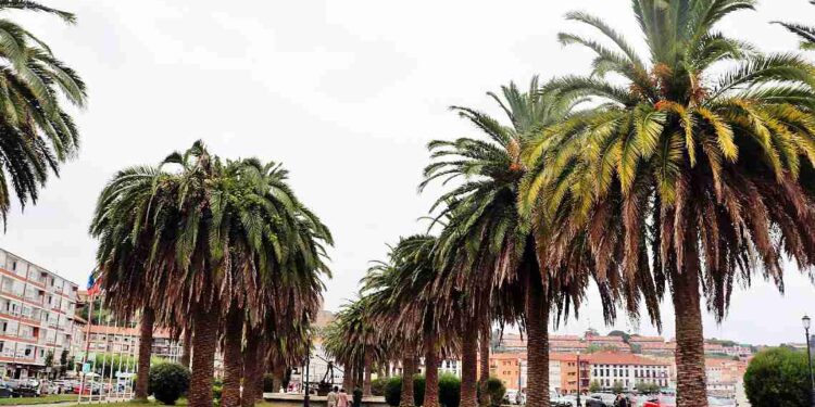 cirugías palmeras San Vicente de la Barquera