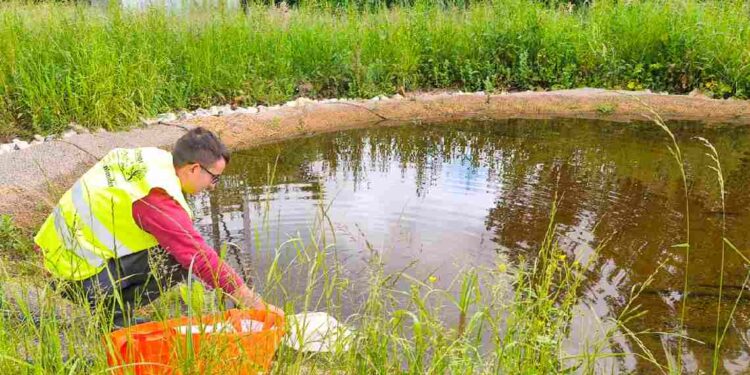 Hábitat para los anfibios