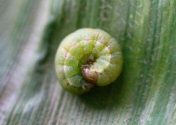 Oruga 'rosquilla verde'