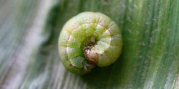 Oruga 'rosquilla verde'