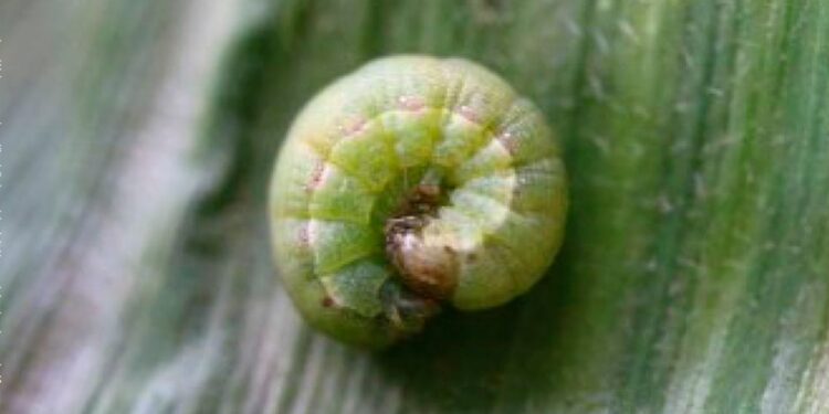 Oruga 'rosquilla verde'