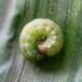 Oruga 'rosquilla verde'