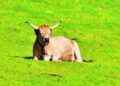Tuberculosis bovina