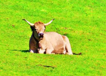 Tuberculosis bovina