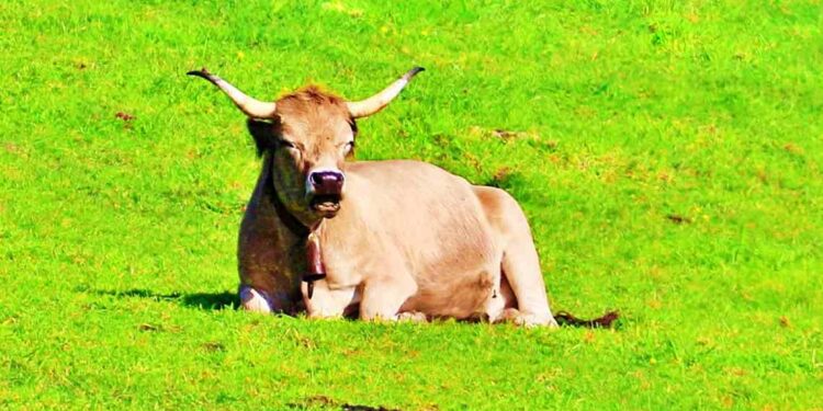 Tuberculosis bovina