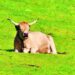 Tuberculosis bovina