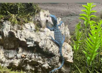 ejemplares de varano azul