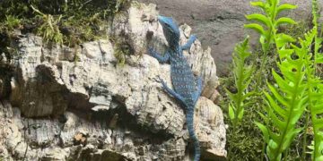 ejemplares de varano azul