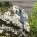 ejemplares de varano azul