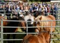 Feria de San Lucas