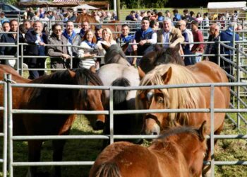 Feria de San Lucas