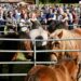 Feria de San Lucas
